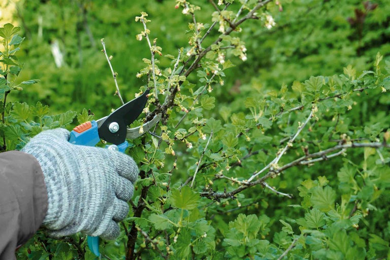 Stachelbeeren schneiden