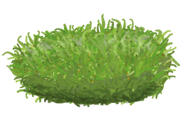 Illustration d'un arbuste d'ornement vert