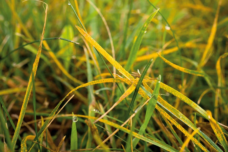Gräser mit Rostpilzbefall
