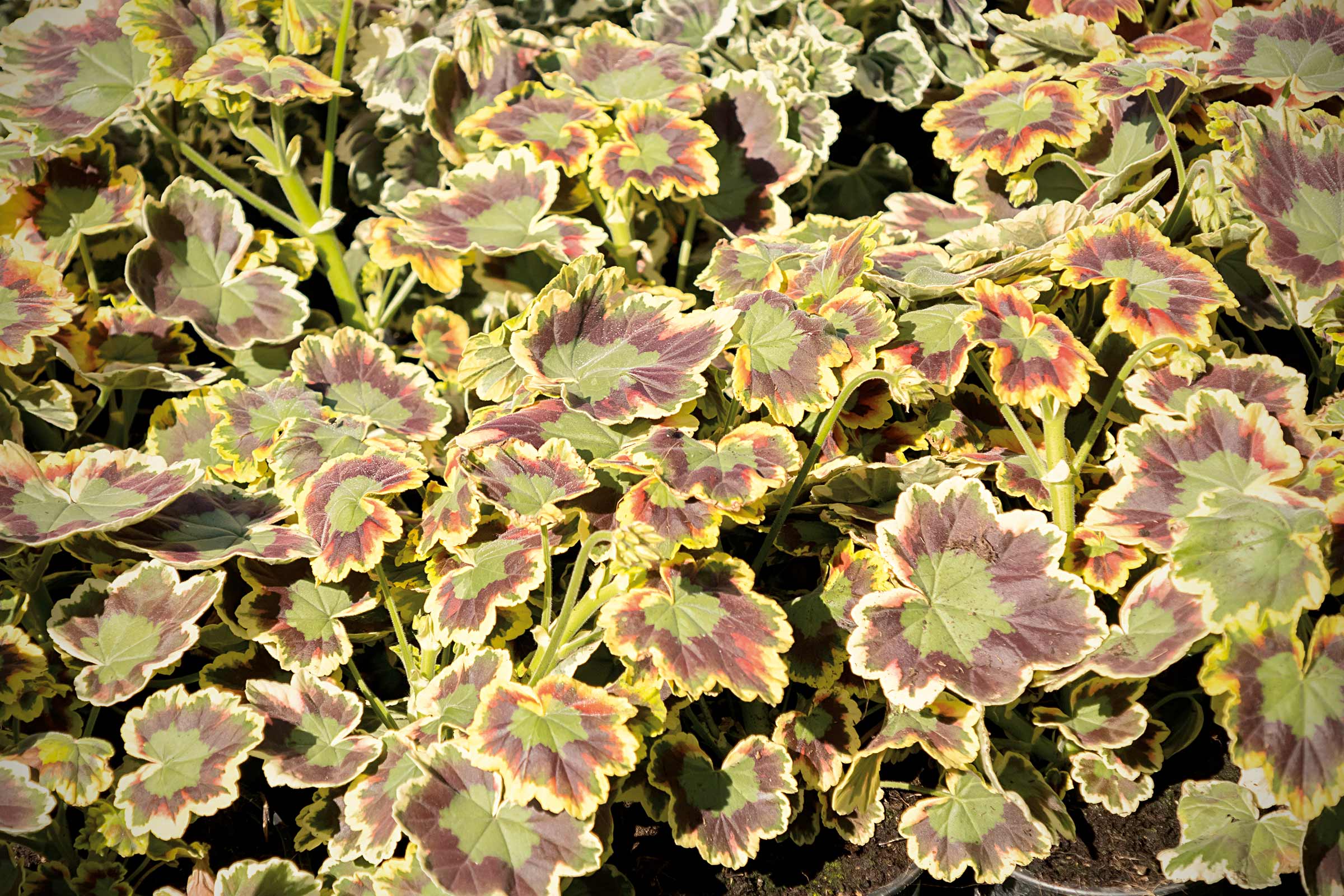 Plante de géranium avec des feuilles multicolores