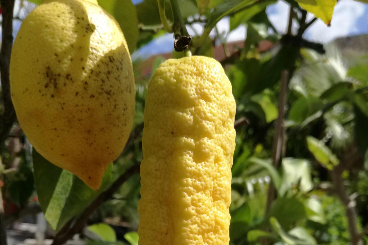 Fruits du citronnier sur l'arbre