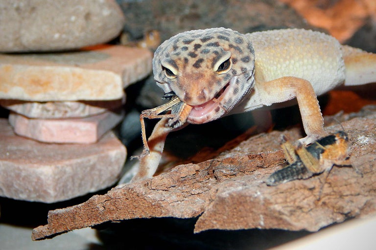 Gecko léopard mangeant un grillon sur un morceau de bois