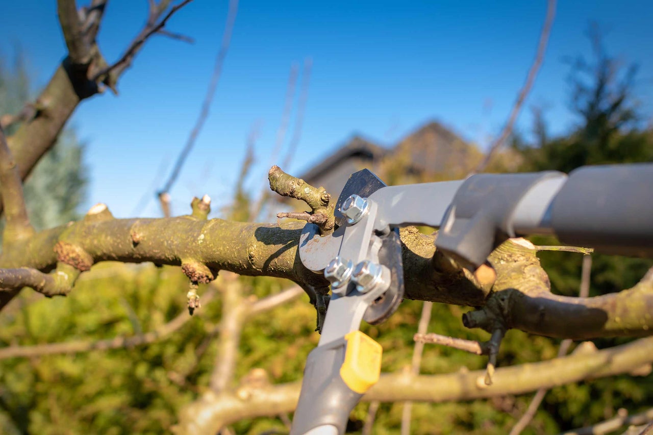 Sécateur coupant une branche d'arbre