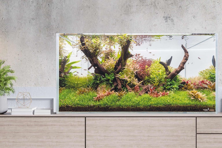 Aquarium aménagé avec plantes et bois flotté sur une armoire