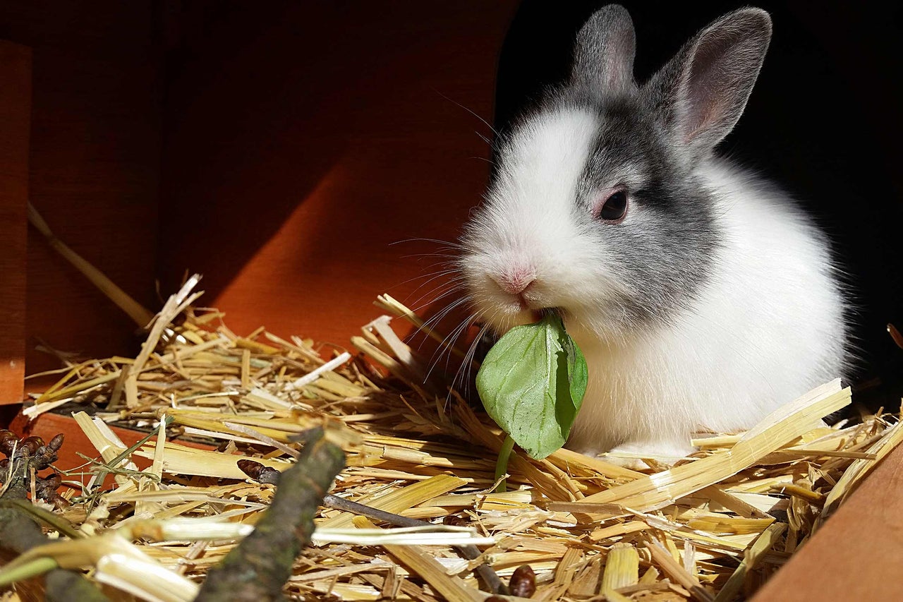 Ein Kaninchen sitzt im Stroh und frisst ein Blatt.