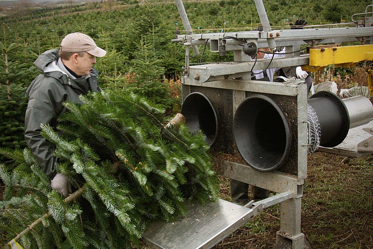 Un homme utilise une machine à emballer les sapins de Noël dans une plantation de sapins de Noël.
