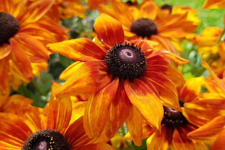 Gros plan de fleurs de Rudbeckia
