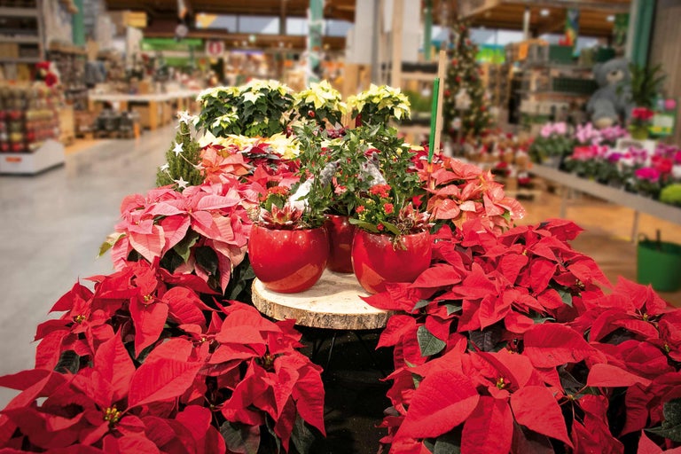 Poinsettias décoratifs et plantes en pot sur une table de vente chez Hornbach.