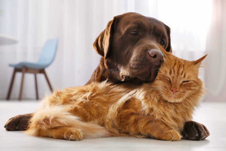 Un labrador marron est allongé sur un chat roux.