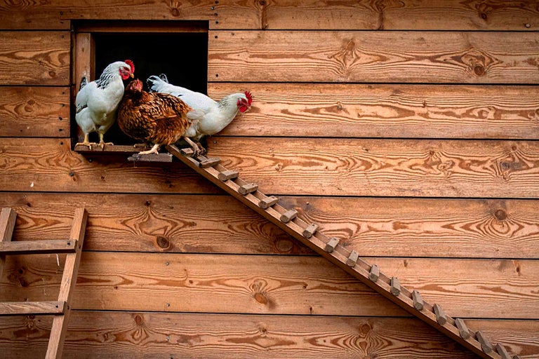 Construire un poulailler