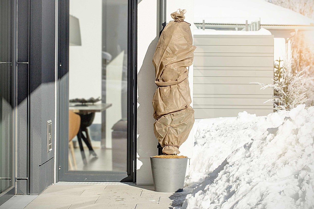 Plante en pot avec protection hivernale devant un bâtiment en hiver