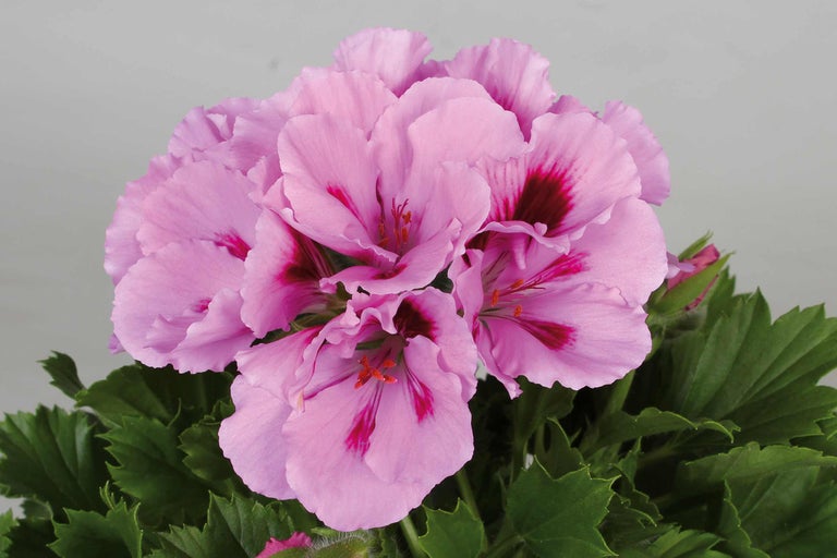 Nahaufnahme einer Geranienblüte mit rosa Blütenblättern und grünen Blättern.