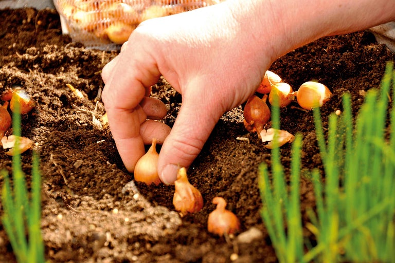 Une main plante des oignons en terre.