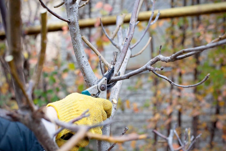 Une personne portant des gants de jardinage coupe un arbre avec un sécateur.