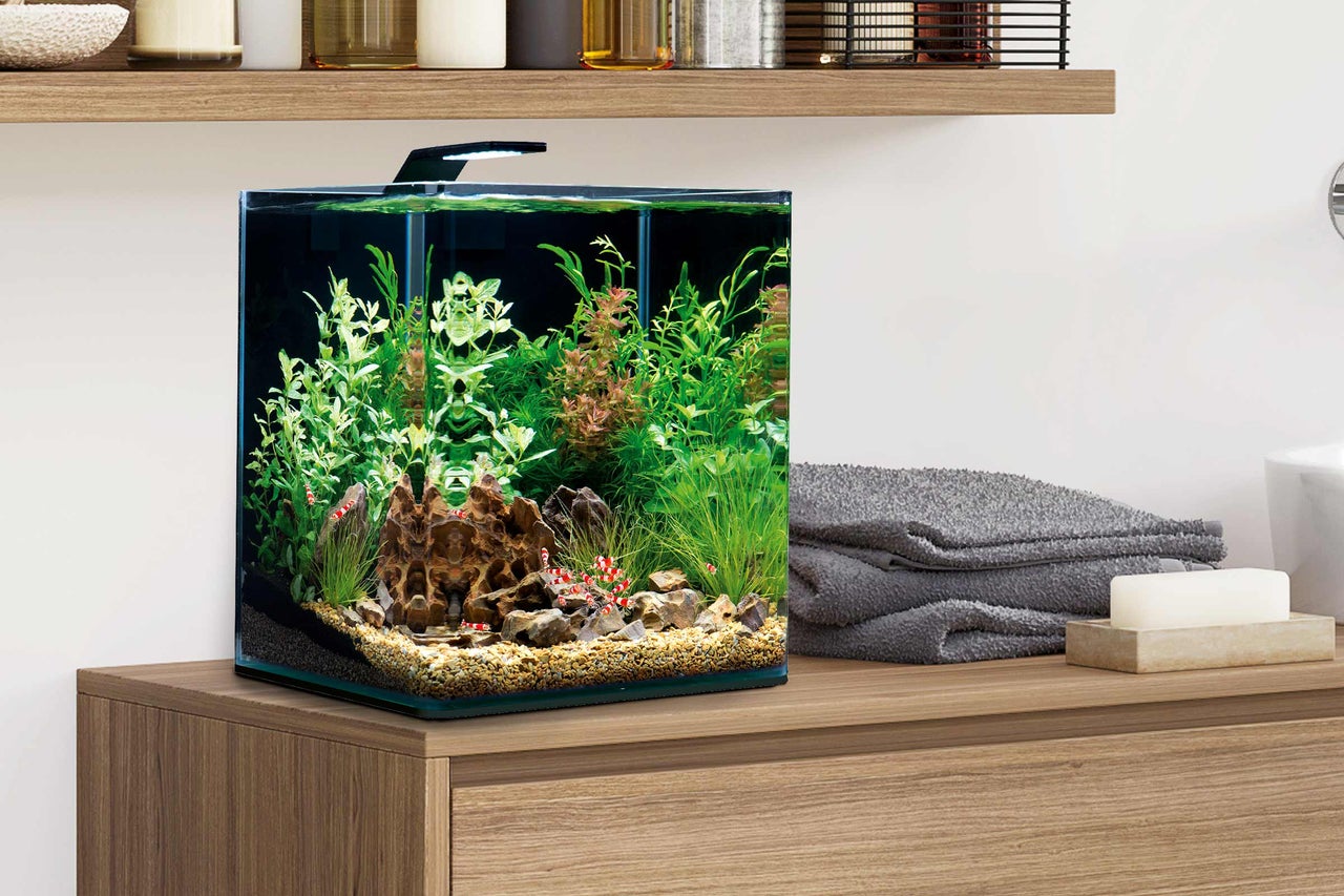 Aquarium carré avec plantes, pierres et crevettes naines sur une armoire en bois