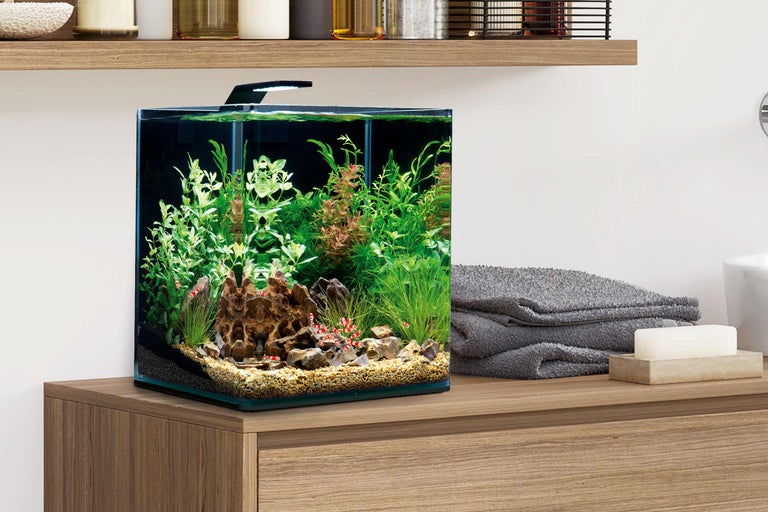 Aquarium carré avec plantes, pierres et crevettes naines sur une armoire en bois