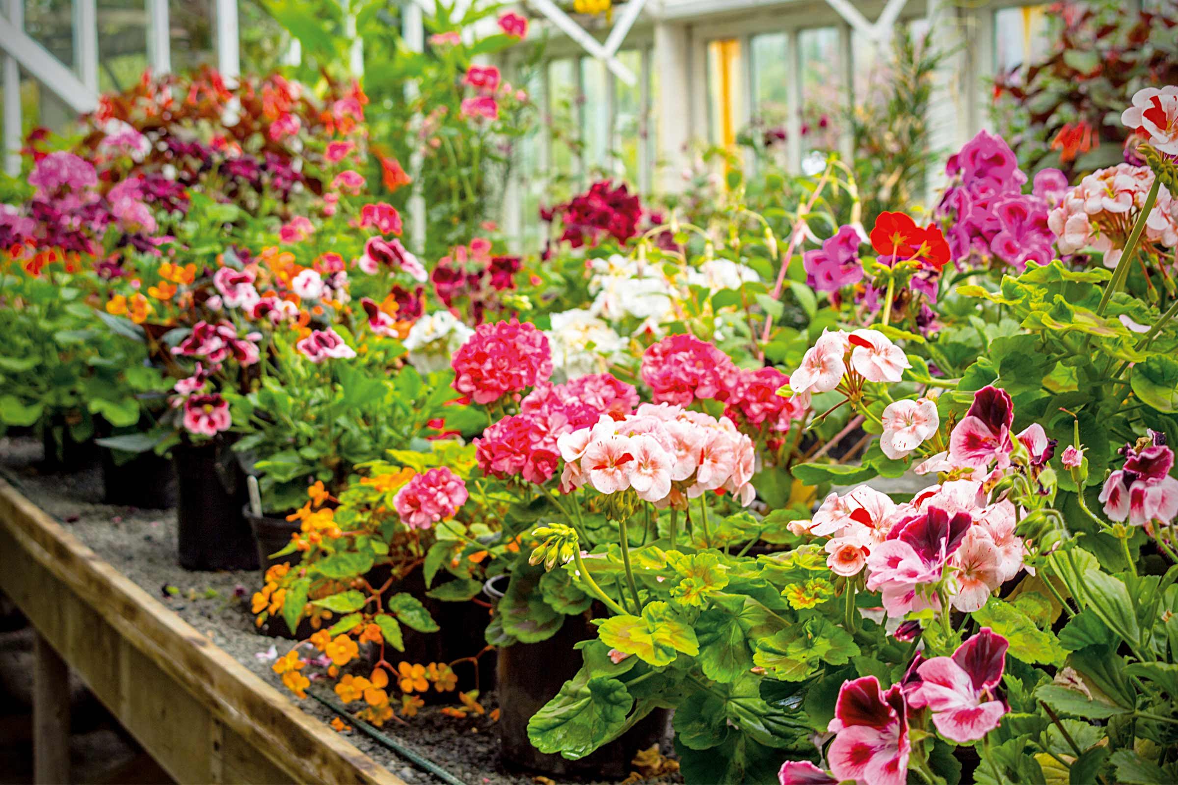 Diversité de fleurs dans une serre avec des géraniums, des bégonias et d'autres plantes à fleurs sur une table