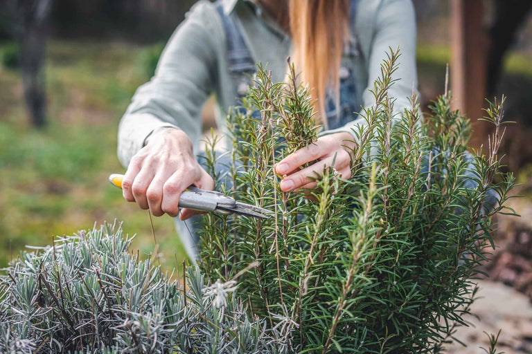 Tailler le romarin