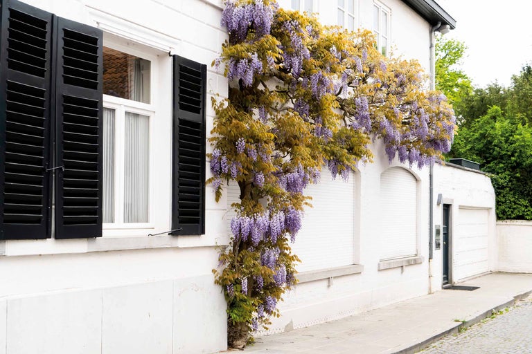 Façade de maison avec glycine fleurie et volets