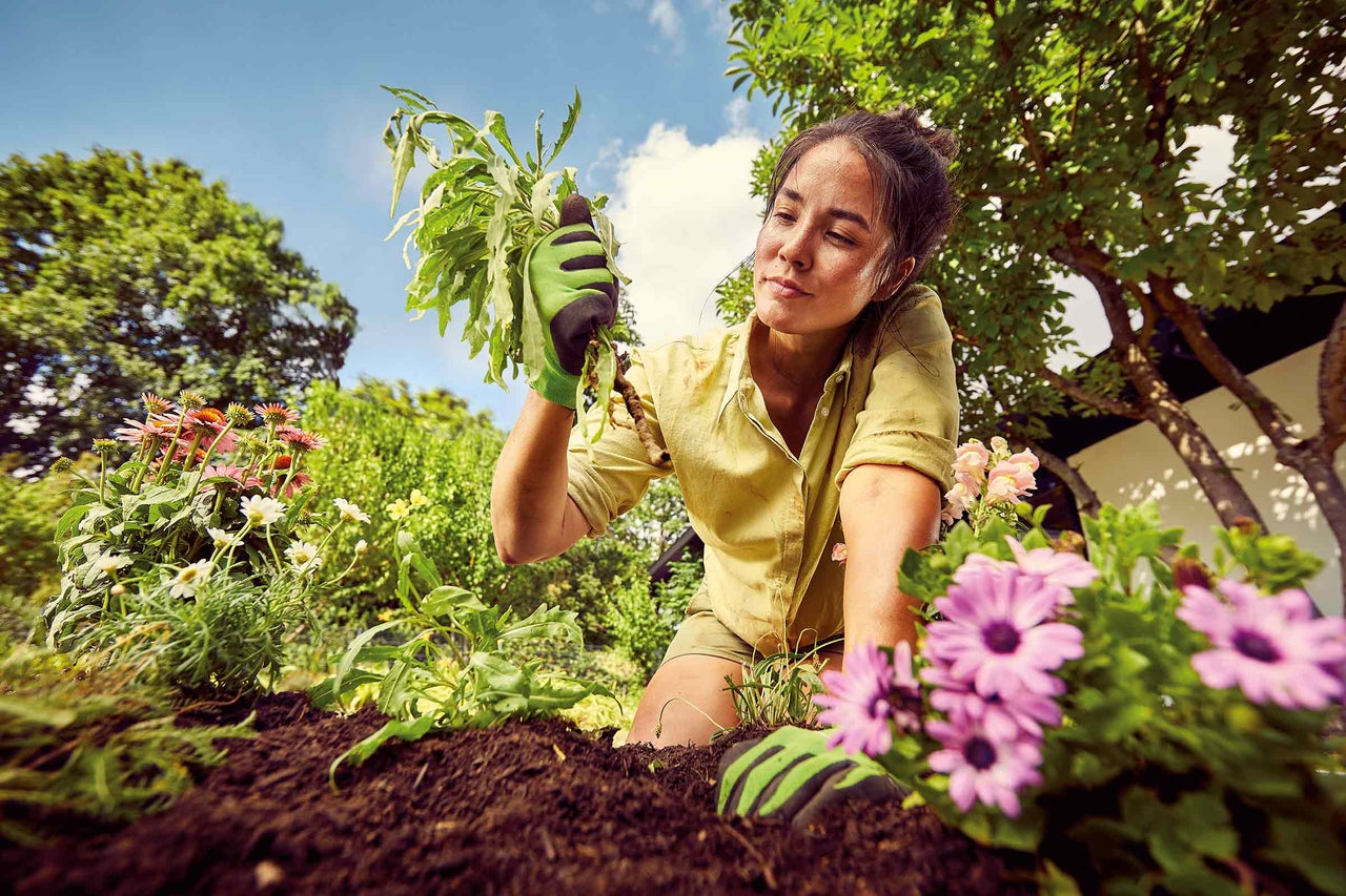 Femme plante un plant dans du terreau dans le jardin.