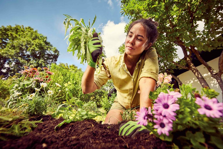 Femme plante un plant dans du terreau dans le jardin.