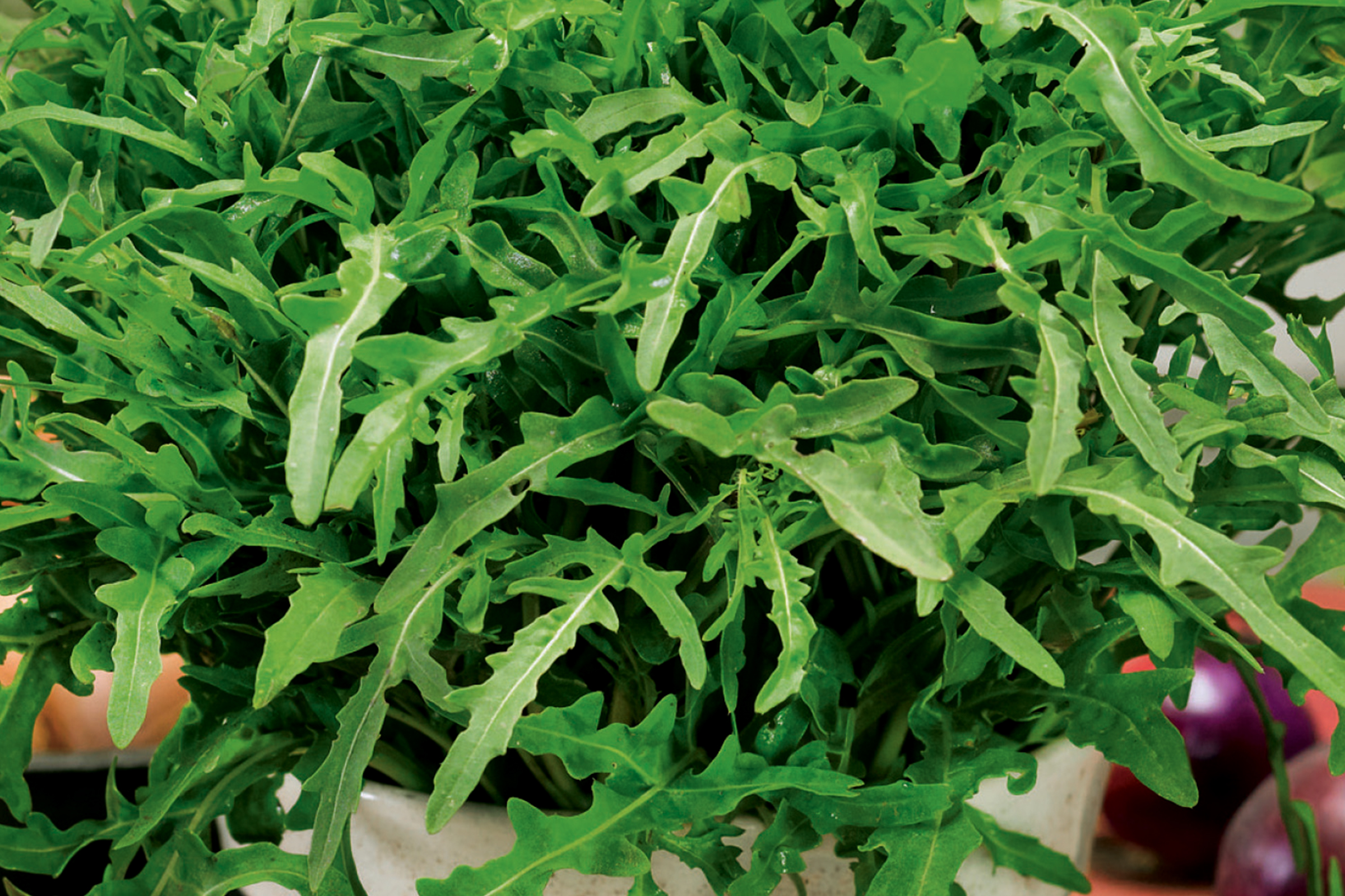 Rucola Pflanze mit grünen Blättern