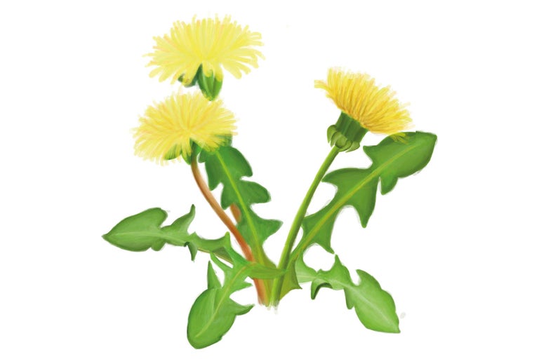 Illustration de pissenlits avec fleurs et feuilles