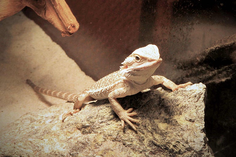 Dragon barbu sur une pierre
