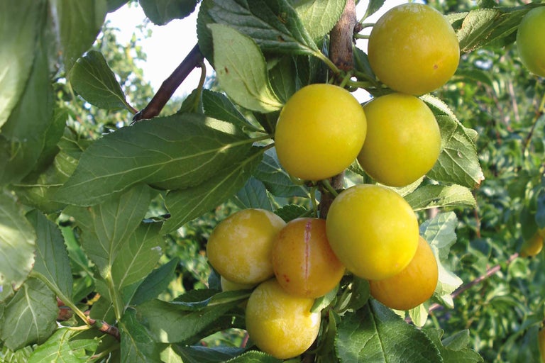 Gelbe Pflaumen am Baum mit Blättern