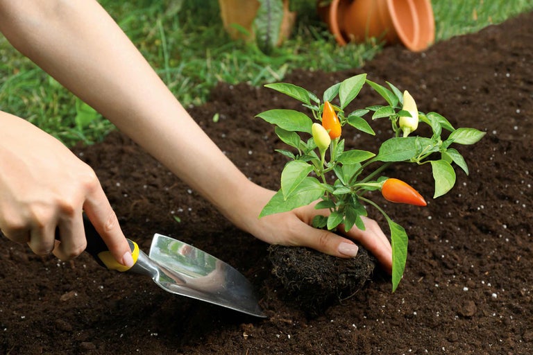 Plantation d'un plant de piment dans la terre avec une pelle à planter