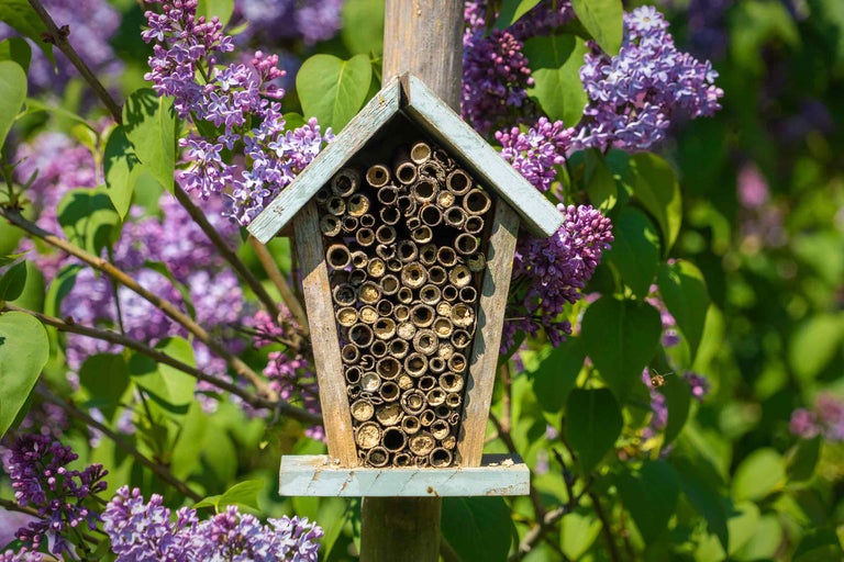 Insektenhotel aus Holz mit Bambusröhren und lila Blüten