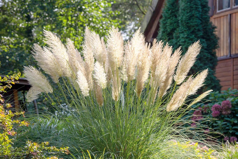 Herbe de la pampa dans le jardin