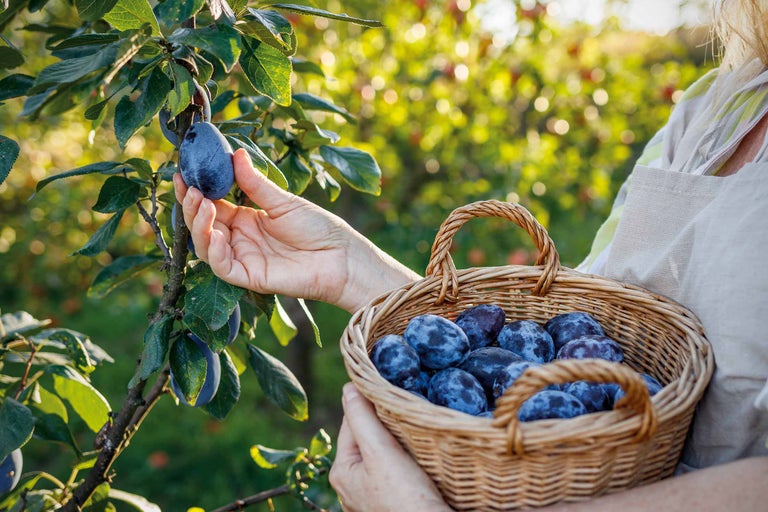 Zwetschgenbaum pflanzen und schneiden