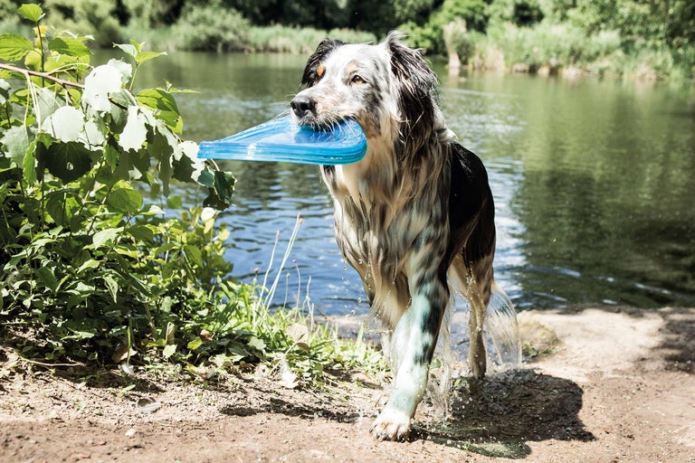 Hond trägt blaue Frisbee aus dem See