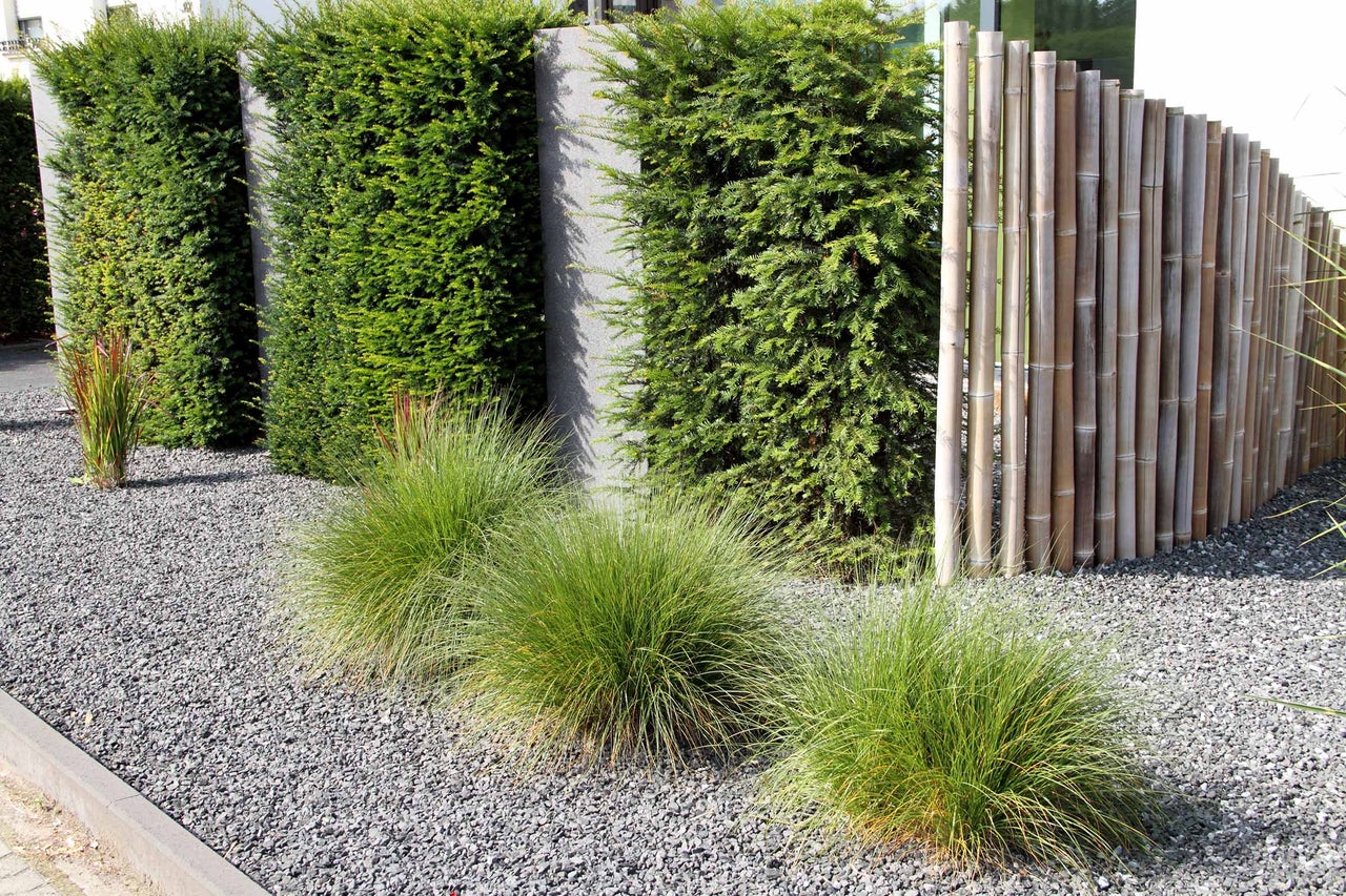 Scène de jardin avec arbustes à feuilles persistantes, graminées ornementales et allée de gravier