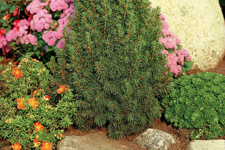 Zwergfichte im Gartenbeet mit blühenden Pflanzen und Steinen