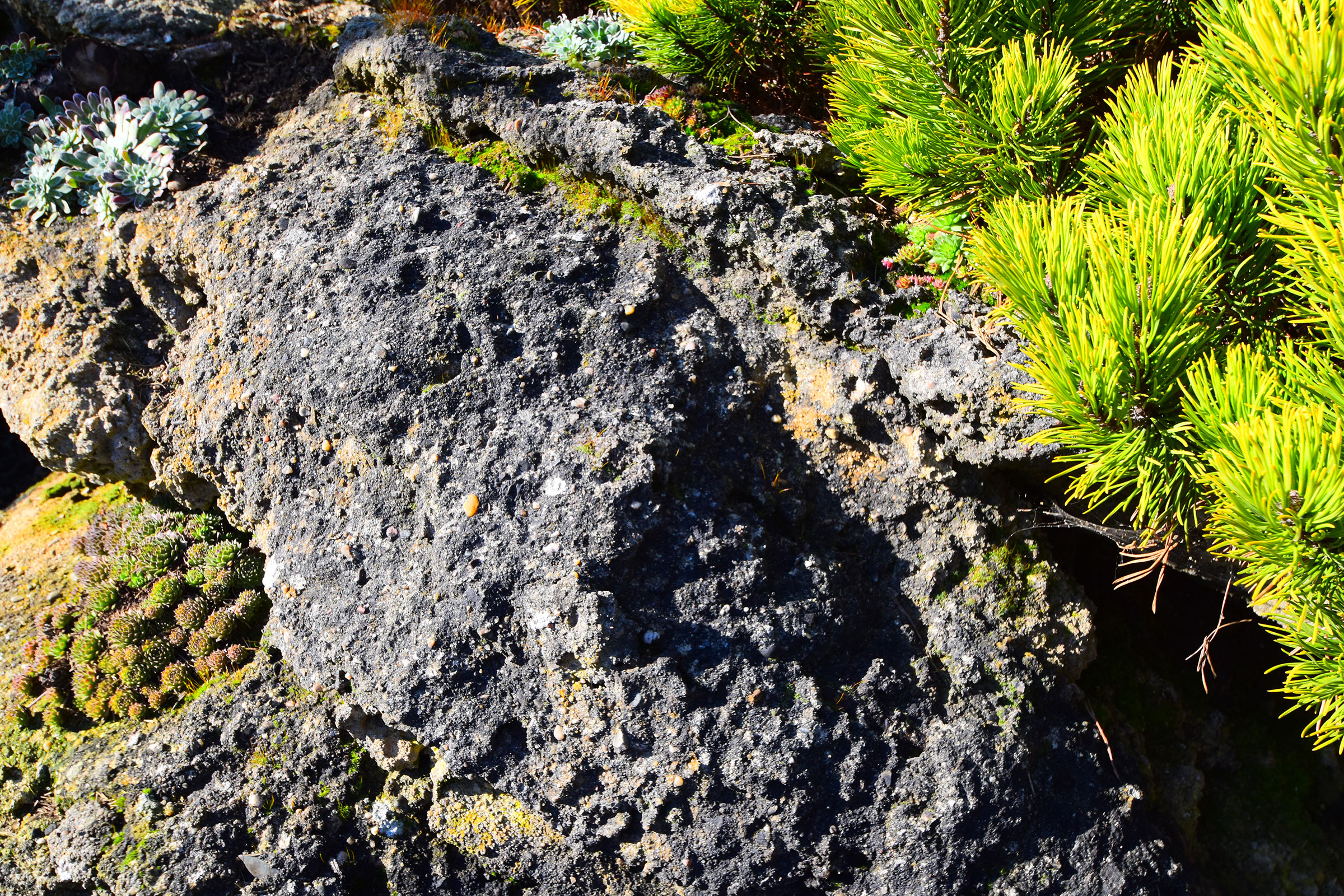 Gros plan de rochers avec végétation dans le jardin