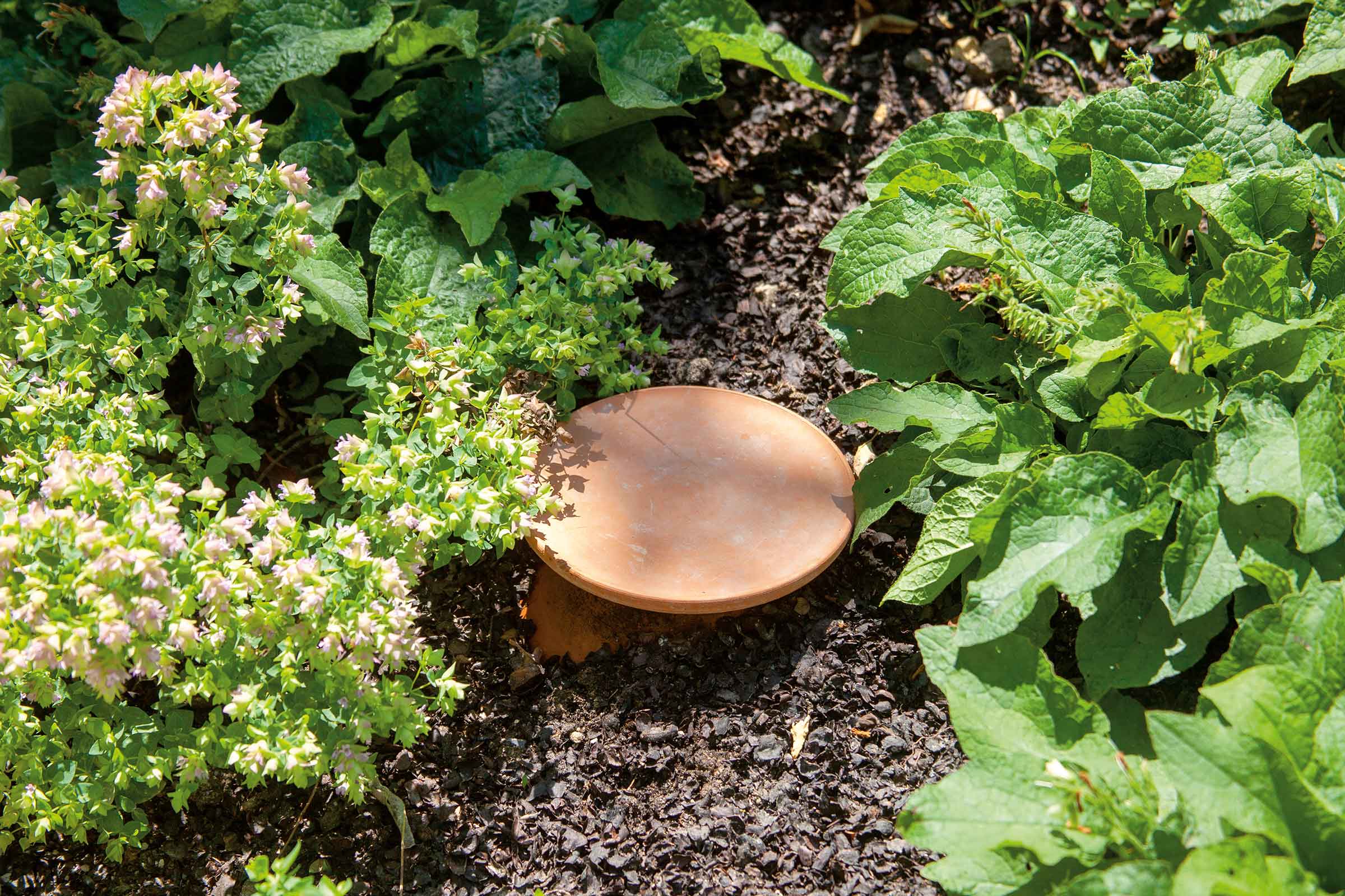 Scène de jardin avec couvre-sol et soucoupe