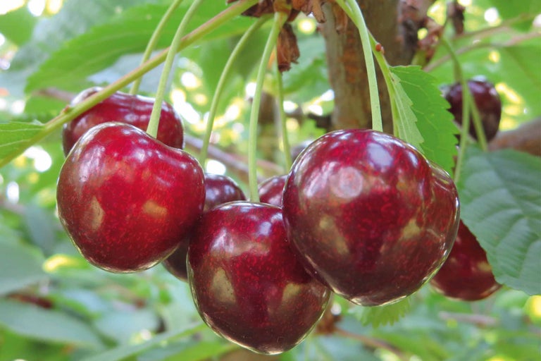 Cerises sur l'arbre