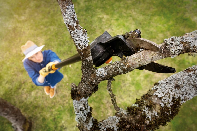 Kirschbaum schneiden