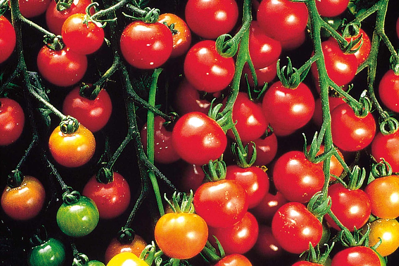 Nahaufnahme von Cherrytomaten an einer Pflanze