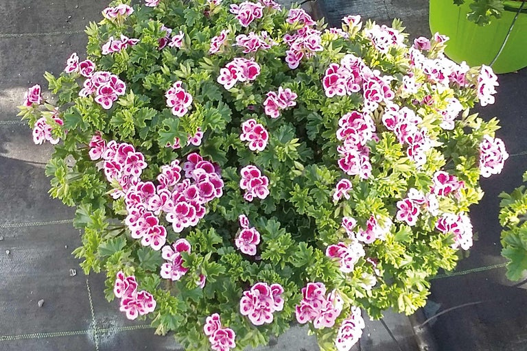 Buschige Geranie mit dunkelrosa-weißen Blüten