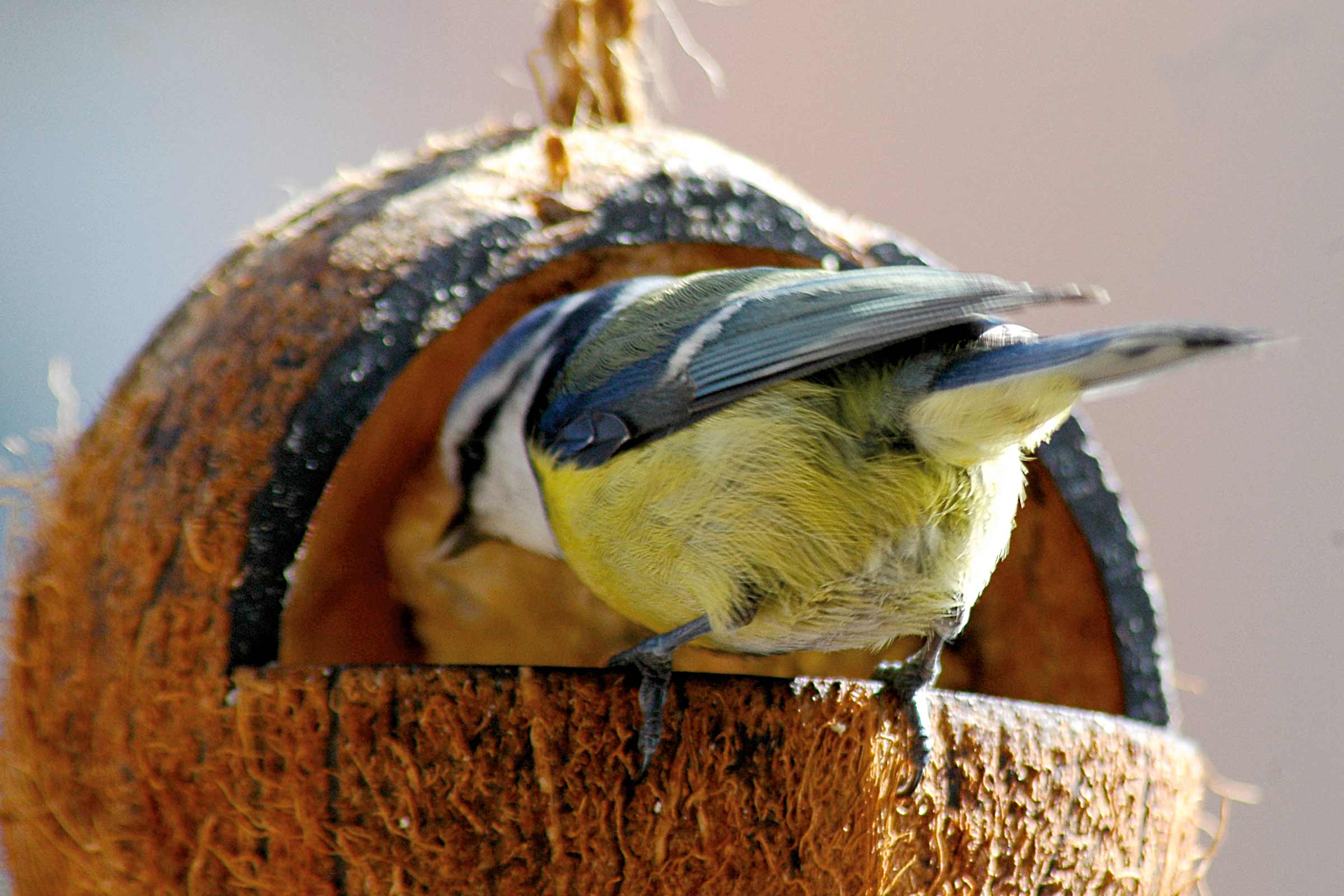 Blaumeise in einem Futterhaus aus Kokosnuss