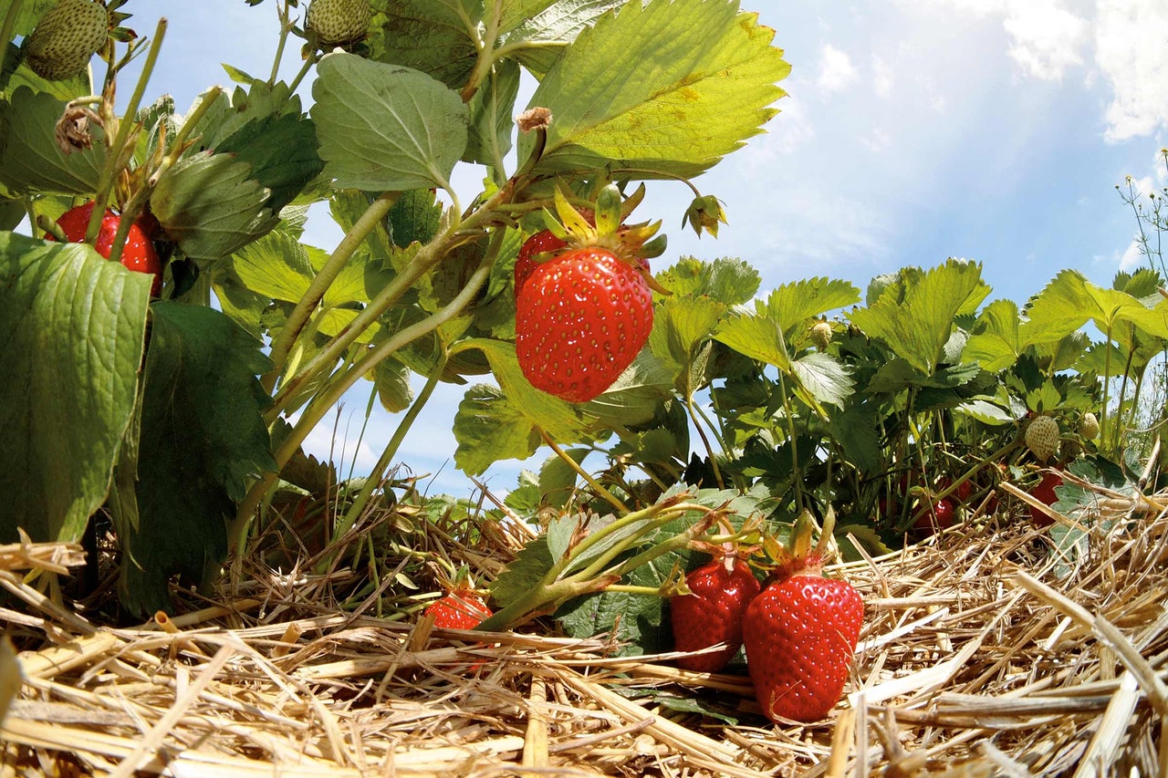 Fraisier avec des fruits mûrs dans la plate-bande
