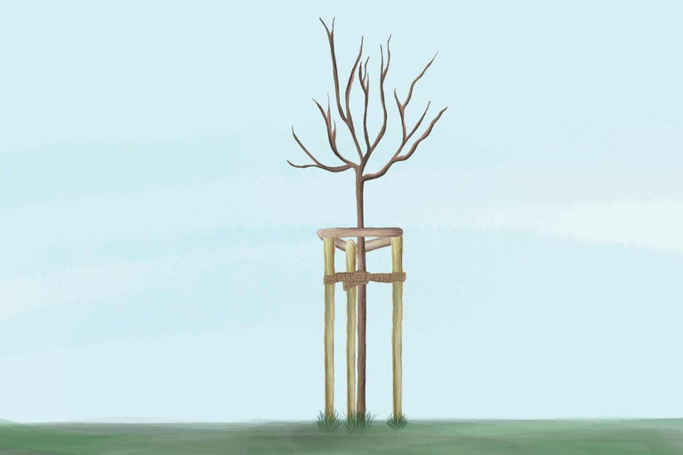 Junger Baum mit Stützpfosten