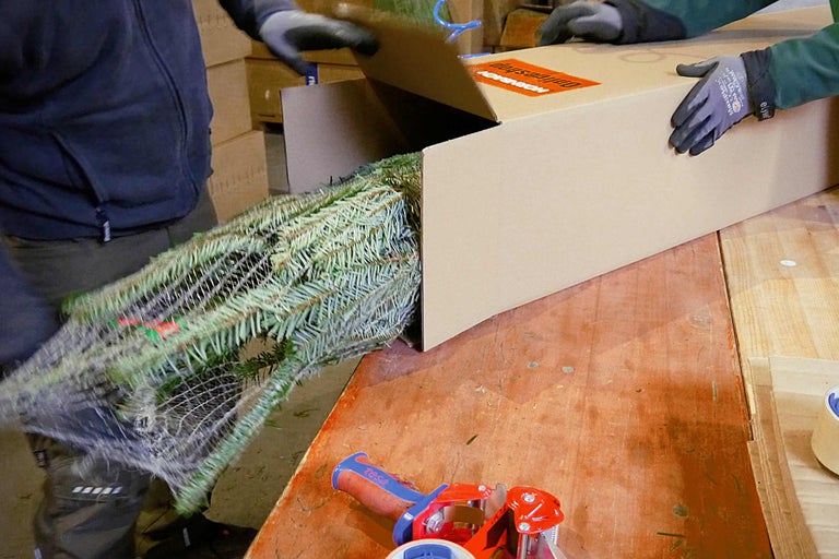 Une personne emballe un arbre de Noël emballé dans un carton pour l'expédition.