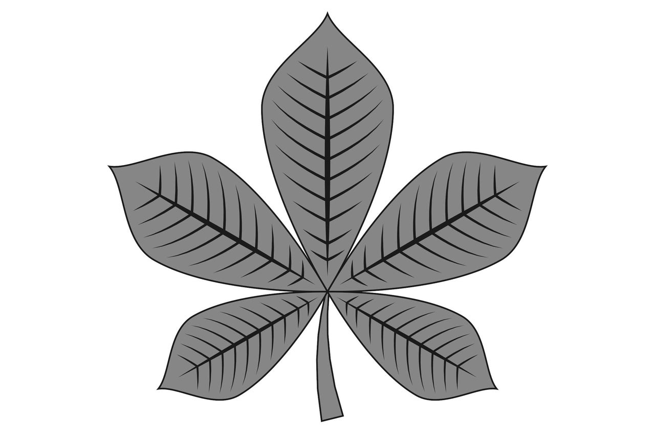 Illustration de feuille de châtaignier