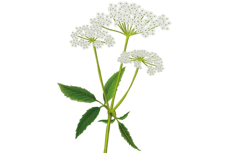 Illustration d'une plante d'angélique des prairies