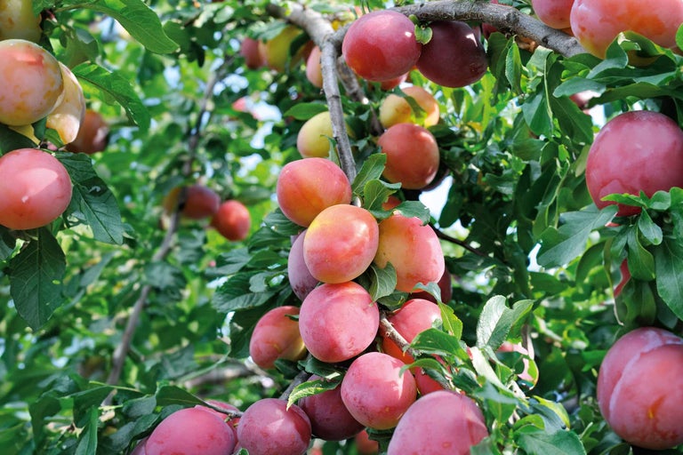 Pflaumenbaum mit reifen Früchten
