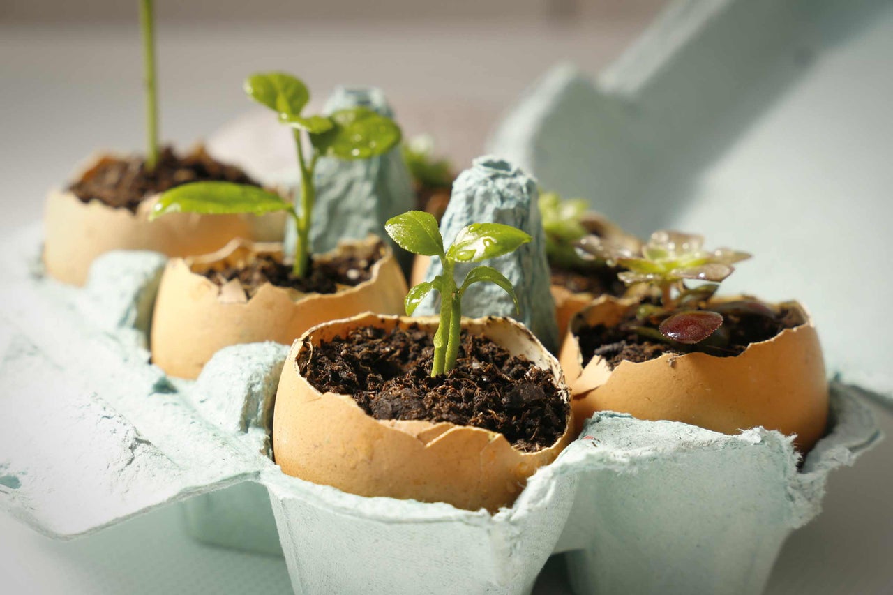 Pots de culture en coquille d'œuf dans une boîte à œufs avec de jeunes plantes